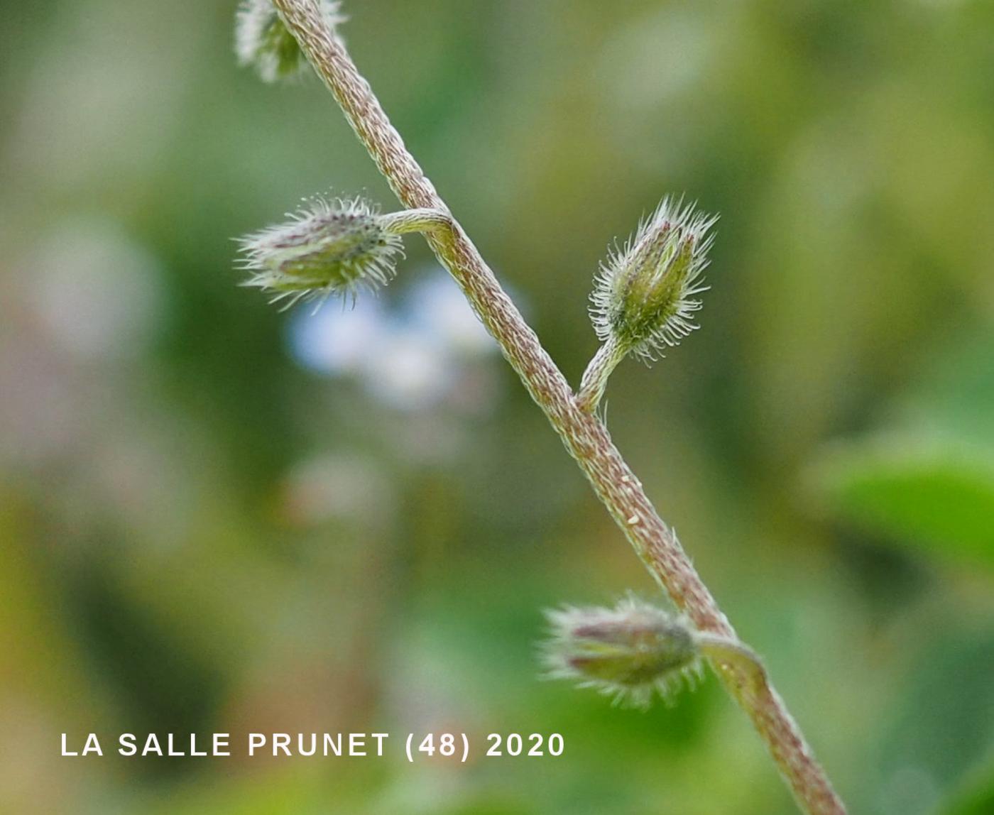 Forget-me-not, Early fruit